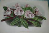 Lindenia Limited Edition Print: Paphiopedilum, Cypripedium x Madame Octave Opoix, Lady Slipper (Mauve and White) Orchid Collector Art (B3)