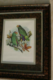 1978 AUSTRALIAN BIRD LITHOGRAPH FROM “PARROTS OF THE WORLD” BY BILL  COOPER PROFESSIONALLY X3 MATTED AND FRAMED IN UNIQUE SIGNED HAND PAINTED FRAME 20,5" X 17,5" BEAUTIFUL DESIGNER WALL ART DÉCOR DFPN89