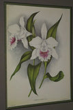 Choice of Lindenia Limited Edition Prints: Sobralia Xantholeuca violacea Orchid