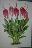 Lindenia Limited Edition Print: Masdevallia Lindeni Var Grandiflora (Pink/Fushia) Orchid Collectible Art (B1)