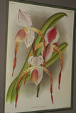 Lindenia Limited Edition Print: Selenipedium Grande (Yellow and Orange) Orchid Collector Art (B2)