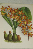 2 Lindenia Prints Limited Edition: Phaius Maculatus & Peristeria Lindenia Orchid