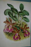 Lindenia  Limited Edition Print: Cattleya Guttata Var Tigrina (Sienna and Pink) Orchid Collector Art (B3)