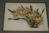 Lindenia Limited Edition Print: Odontoglossum Crispum Ldl Var Tigrinum L Lind (White, Red and Yellow) Orchid Collector Art (B5).