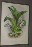 Lindenia Limited Edition Print: Zygopetalum x Clayi (Mauve and Sienna) Orchid Collector Art (B5)