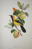 VERY RARE CHOICE BETWEEN 4 YELLOW TROPICAL JUNGLE BIRDS FROM 1960 Rare Descourtilz Limited Edition Original Folio Lithographs Brazilian Birds Plates