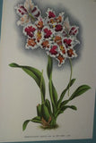 Lindenia Limited Edition Print: Odontoglossum x Adrianae Var Tigrinum (White, Yellow and Speckled Magenta) Orchid Art (B5)