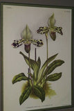Lindenia Limited Edition Print: Paphiopedilum, Cypripedium x Vexillarium, Lady Slipper (Maroon) Orchid Collector Art (B2)