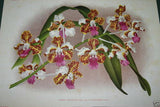 Lindenia Limited Edition Print: Vanda Tricolor Var Tenebrosa (Magenta, White and Yellow) Orchid Collector Art (B5)