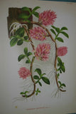 Lindenia Limited Edition Print: Dendrobium Superbum Var Anosmum (Pink) Orchid Art (B2)