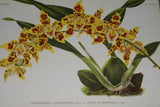 Lindenia Limited Edition Print: Odontoglossum x Loochristiense Var Etoile De Moortebeek (Yellow and Sienna) Orchid Collector Art (B5)