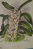 Lindenia Limited Edition Print: Angraecum Lithrostachys Senedi (White) Orchid Collector Art (B1)