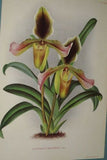 Lindenia Limited Edition Print: Paphiopedilum, Cypripedium x Beeckmani, Lady Slipper (Magenta and Yellow) Orchid Collector Art (B4)