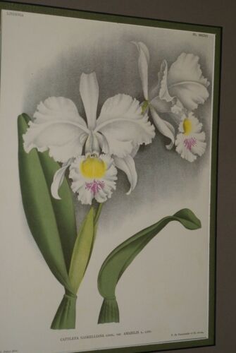 Lindenia Limited Edition Print: Cattleya Gaskelliana Lindl Var Amabilis L. Lind (White with Yellow Center) Orchid Collector Art  (B5)