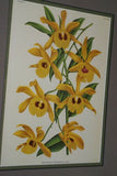 Lindenia Limited Edition Print: Dendrobium Galliceanum (White and Yellow) Orchid Collector Art (B2)