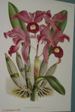 Lindenia Limited Edition Print: Cattleya Malouana (Pink) Orchid Collector Art (B1)