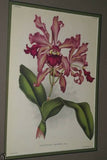 Lindenia Limited Edition Print: Coelogyne Barbata Orchid (White and Black) Collectible Art (B5)