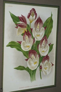 Lindenia Limited Edition Print: Catasetum Splendens Var Alicia (White and Magenta) Orchid Collector Art (B3)