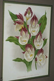 Lindenia Limited Edition Print: Catasetum Splendens Var Alicia (White and Magenta) Orchid Collector Art (B3)