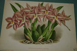 Lindenia Limited Edition Print Odontoglossum Crispum Var Fastuosum (Pink) Orchid Collectible Art (B1)