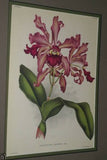 Lindenia Limited Edition Print: Cattleya Nobilior Var Hugueneyi (Pink) Orchid Collector Art (B1)