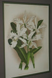 Lindenia Limited Edition Print: Laelia Lindleyana (White with Pink Tip) Orchid Collector Art (B5)