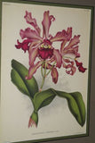 Lindenia Limited Edition Print: Laeliocattleya x Hippolyta Hort (Yellow with Magenta Center)  Orchid Collector Art (B4)