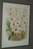 Lindenia Limited Edition Print: Dendrobium Galliceanum (White and Yellow) Orchid Collector Art (B2)