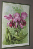 Lindenia Limited Edition Print: Cattleya Alexandrae L. Lind & Rolfe Var Tenebrosa Rolfe (Pink and Sienna)  Orchid Collectible Art (B3)