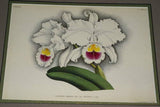 Lindenia Limited Edition Print: Cattleya Cupidon (Pale Pink and Yellow) Orchid Collector Art (B3)