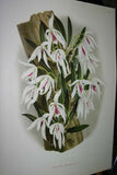 Lindenia Botanical Print, Limited Edition: Eria Cinnabarina, Orange, Orchid Wall Art Decor (B3)