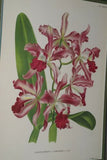 Lindenia Limited Edition Print: Laelia Pumila Rchb F Var Amabilis L Lind (White) Orchid Collector Art (B4)