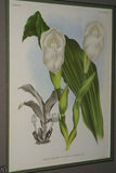 Lindenia Limited Edition Print: Anguloa Uniflora (White) Orchid Collector Art (B1)