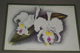 Lindenia Limited Edition Print: Cattleya Granulosa Lindl Var Souvenir De Raymond Storms Wavr (Yellow and Fushia) Orchid Collector Art (B5)