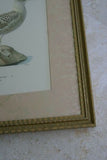 AUTHENTIC ORIGINAL ANTIQUE 1917 folio chromolithograph from Svenska Faglar, Efter Naturen Och Pa Sten Ritade by W.F Von Wright of bird: Larus Glaucus, a seagull type and PROFESSIONALLY MATTED AND FRAMED