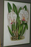 Lindenia Limited Edition Print: Cattleya Mendeli (White with Fushia and Yellow Center) Orchid Club Collector Art (B1)