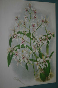 Lindenia Limited Edition Print: Odontoglossum Ramosissimum (White with Speckled MagentaOrchid Collector Art (B1)
