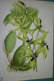 Lindenia Collector Orchid Print Limited Edition: Cirrhopetalum Mastersianum Rolfe (B2)
