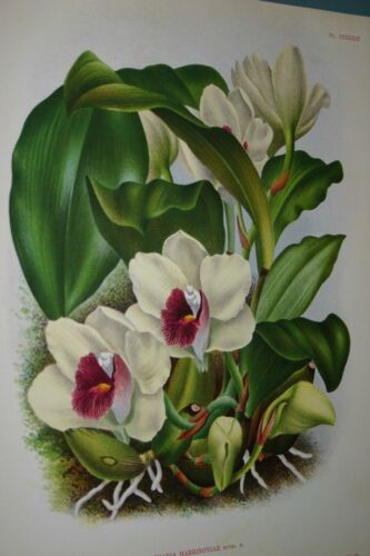 Lindenia Limited Edition Print: Bifrenaria Harrisoniae (White and Magenta) Orchid Collector Art (B2)