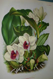 Lindenia Limited Edition Print: Bifrenaria Harrisoniae (White and Magenta) Orchid Collector Art (B2)