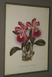 Lindenia Limited Edition Print: Cattleya Trianae Lind Var Lucida L. Lind (White with Fushia and Yellow Center)  Orchid Collector Art (B5)