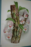 Lindenia Limited Edition Print: Disa Grandiflora Linn (Coral and White) Orchid collector Art (B2)