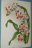 Lindenia Limited Edition Print: Odontoglossum Crispum Var Prince Albert (White, Red and Yellow) Orchid Art (B5)