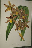 Lindenia Limited Edition Print: Cymbidium Zaleskianum L. Lind (Multi-color) Orchid Collector Art (B5) .