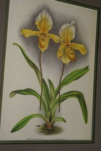 Lindenia Limited Edition Print: Paphiopedilum, Cypripedium Insigne Wallich Var Cinnamomeum, Lady Slipper (Yellow and White) Orchid Collector Art (B5)