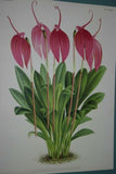 LINDENIA MASDEVALLIA x HENRIETTAE, PINK ORCHID FLOWER PRINT, Limited Edition OF A THOUSAND (B4))