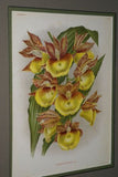 Lindenia Limited Edition Print: Catasetum Saccatum (Sienna and Yellow) Orchid Collector Art (B2)