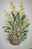 Lindenia Limited Edition Print: Yellow Galeandra Flaveola Orchid Collector Art (B1)