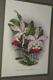 Lindenia Limited Edition Print: Cattleya Cupidon (Pale Pink and Yellow) Orchid Collector Art (B3)