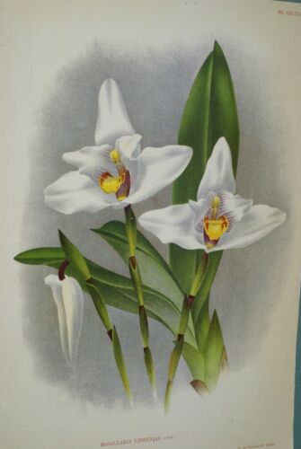 Lindenia Limited Edition Print: Maxillaria Lindeniae (White) Orchid Collectible Art (B3)